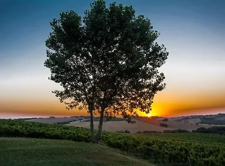 La Nuova - * Morro d'Alba