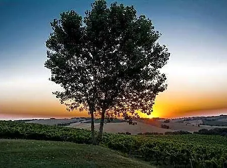 La Nuova - * Morro d'Alba
